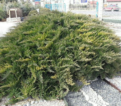 Jałowiec sabiński - Tamariscifolia