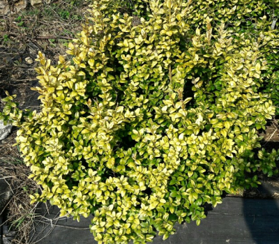 Bukszpan wiecznie zielony - Latifolia Maculata