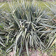 Yucca nitkowata 