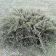 Jałowiec sabiński - Tamariscifolia